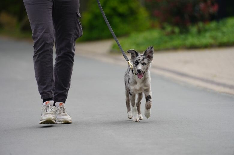 Hund zieht an der Leine: Welpe an der Leine