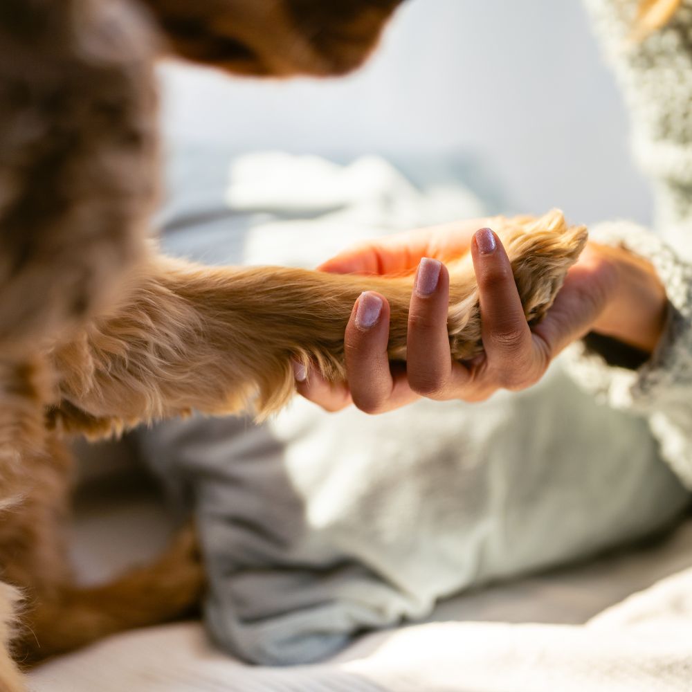 Mensch hält die Pfote des Hundes
