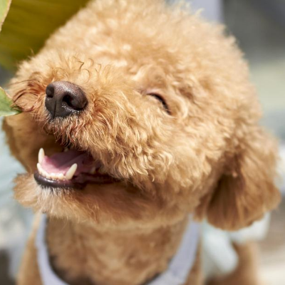 Hunde für Allergiker: Pudel