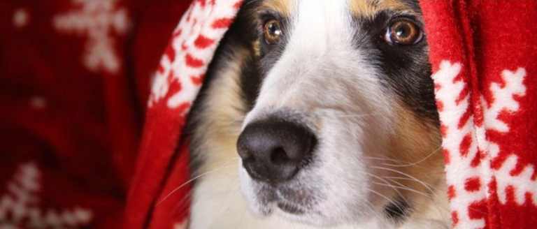 Weihnachtskostüm für den Hund: Festliche Verkleidungen für Vierbeiner