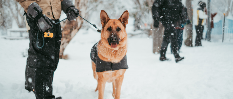 Hundemantel für den Winter – So bleibt Dein Vierbeiner warm