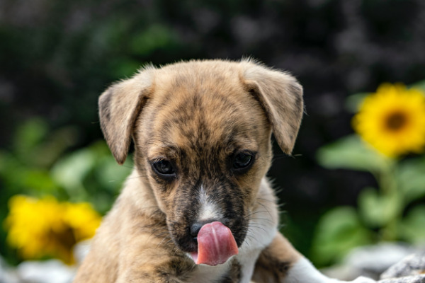 Schon gewusst? Darum haben Hunde kalte Nasen edogs.de Magazin