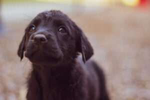 Hund Kalte Nase