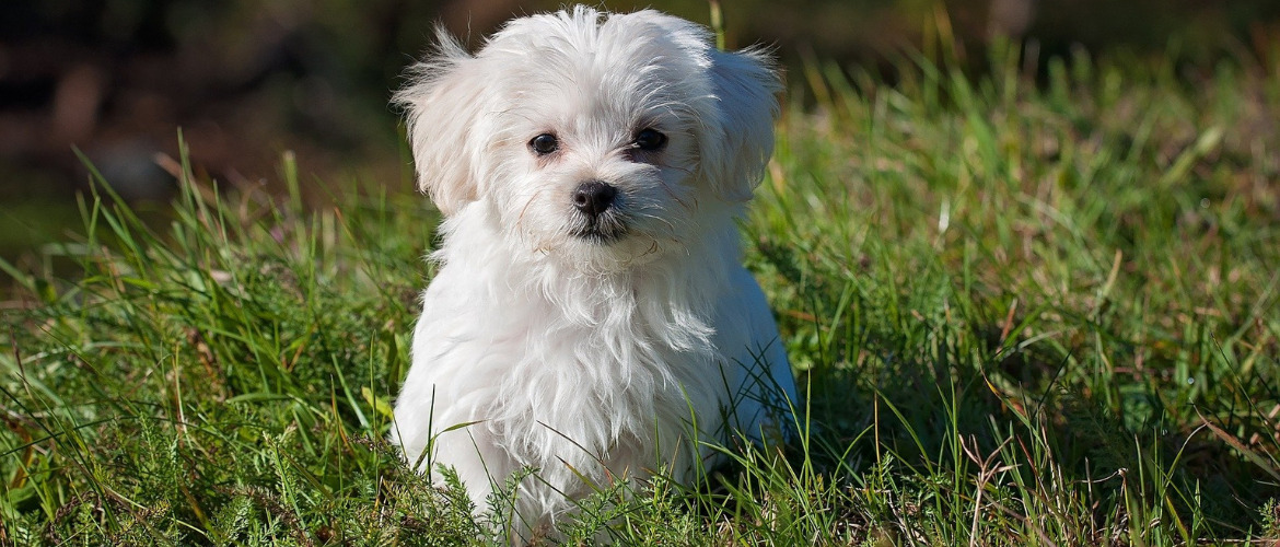 Ein weißer Bichon Frise Hund springt in die Luft mit einem grünen Hintergrund