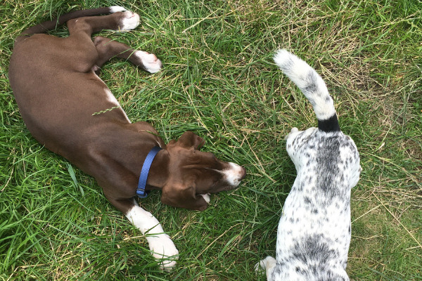 2 Hunde auf einer wiese Ansicht von oben