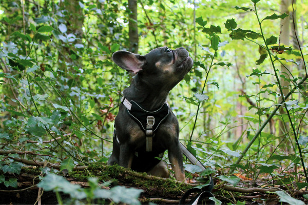 Französische Bulldoge mit dem Hundegeschirr von WOLTERS im Wald