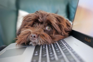Hund neben Laptop