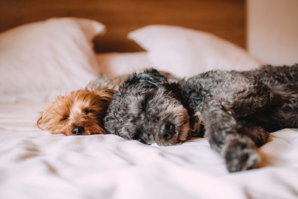 zwei Hunde die aneinander liegen und schlafen
