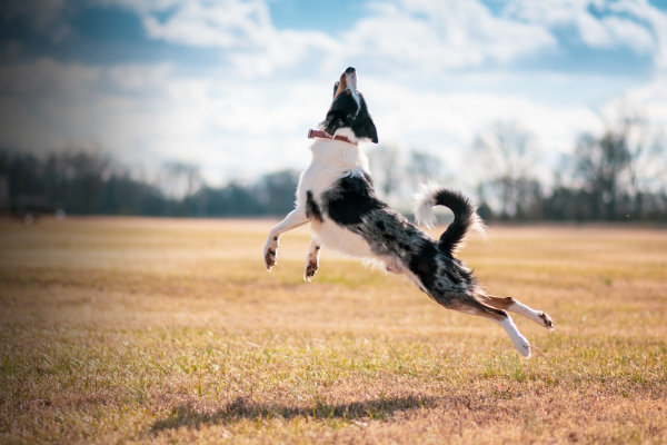 border collie springt