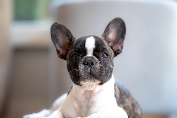 Französische Bulldogge
