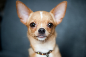 Welcher Hund passt zu meinem Sternzeichen: Chihuahua für das Sternzeichen Krebs