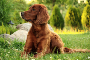 Irish Setter