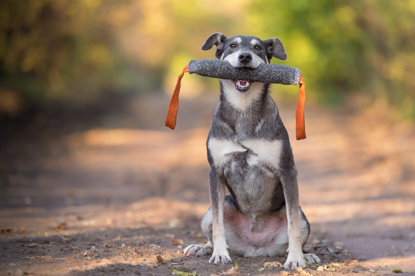 Hund mit apportiere Spielzeug im Maul