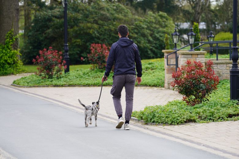 Hund an die Leine gewöhnen so geht’s! I edogs Magazin