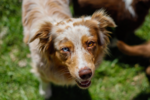 Australian Sheperd