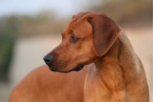 Rhodesian Ridgeback von der Seite