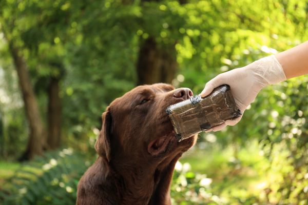 Spürhunde: Ein Labrador schnuppert an einem Drogenpaket.