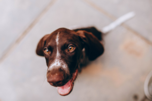 Warum kommt mein Hund mit auf die Toilette: Hund guckt in die Kamera