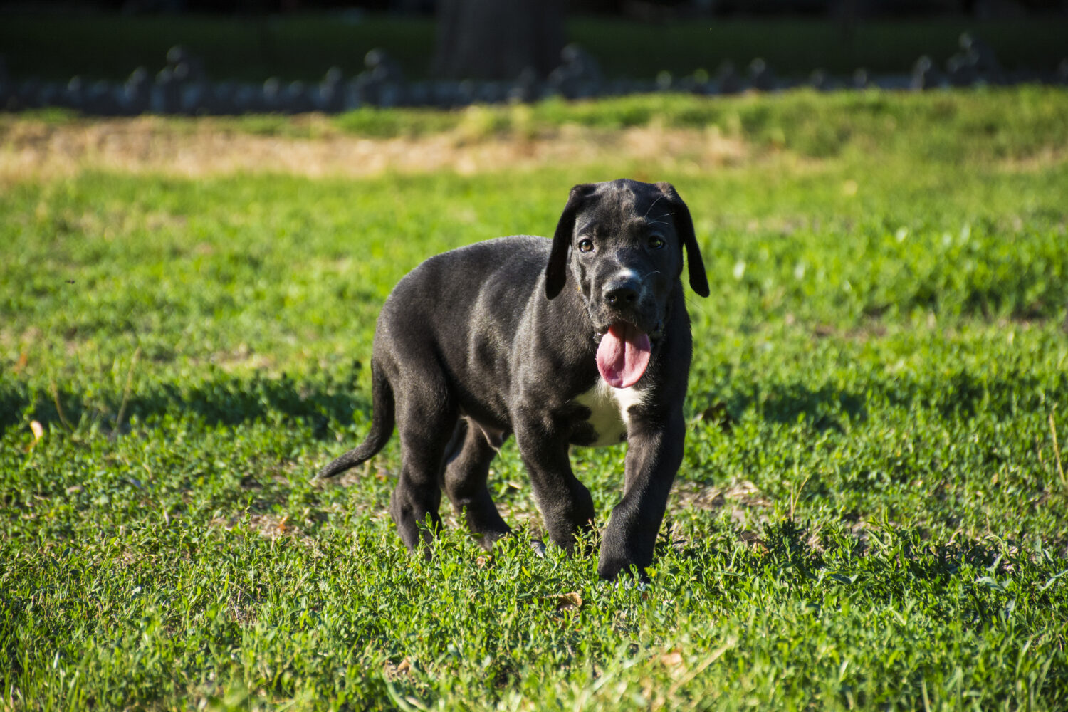 Deutsche Dogge Steckbrief Charakter Wesen Und Haltung Deutsche Dogge Steckbrief Charakter Wesen Und Haltung