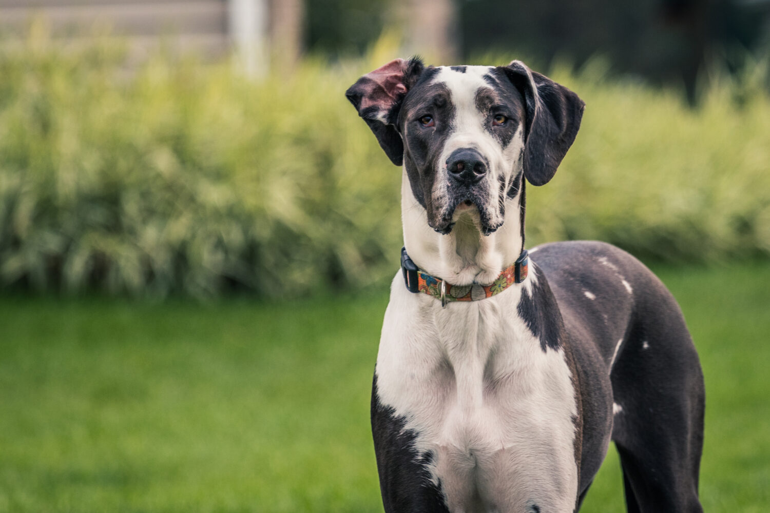 Deutsche Dogge im Portrait