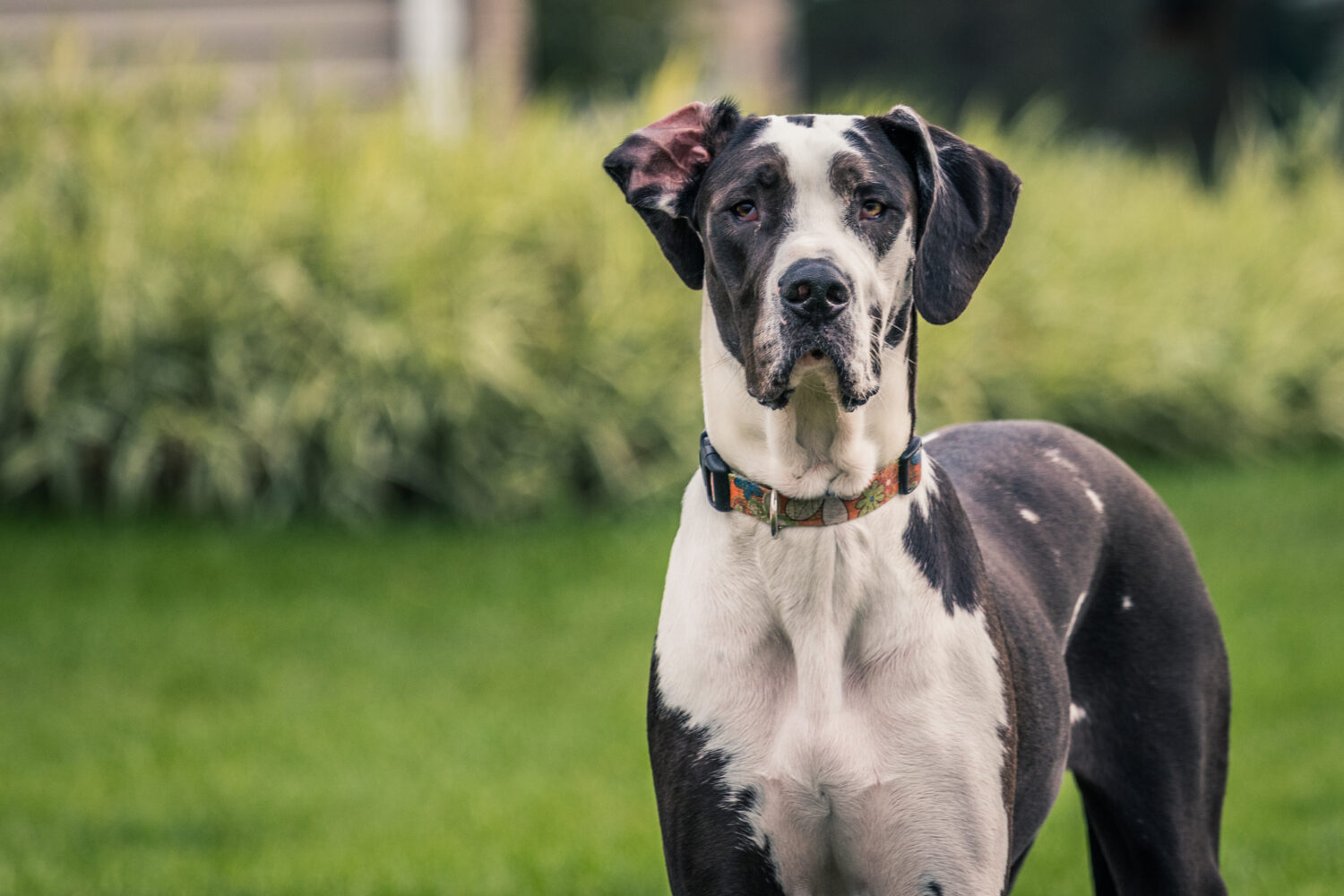 Deutsche Dogge Steckbrief Charakter Wesen Und Haltung Deutsche Dogge Steckbrief Charakter Wesen Und Haltung