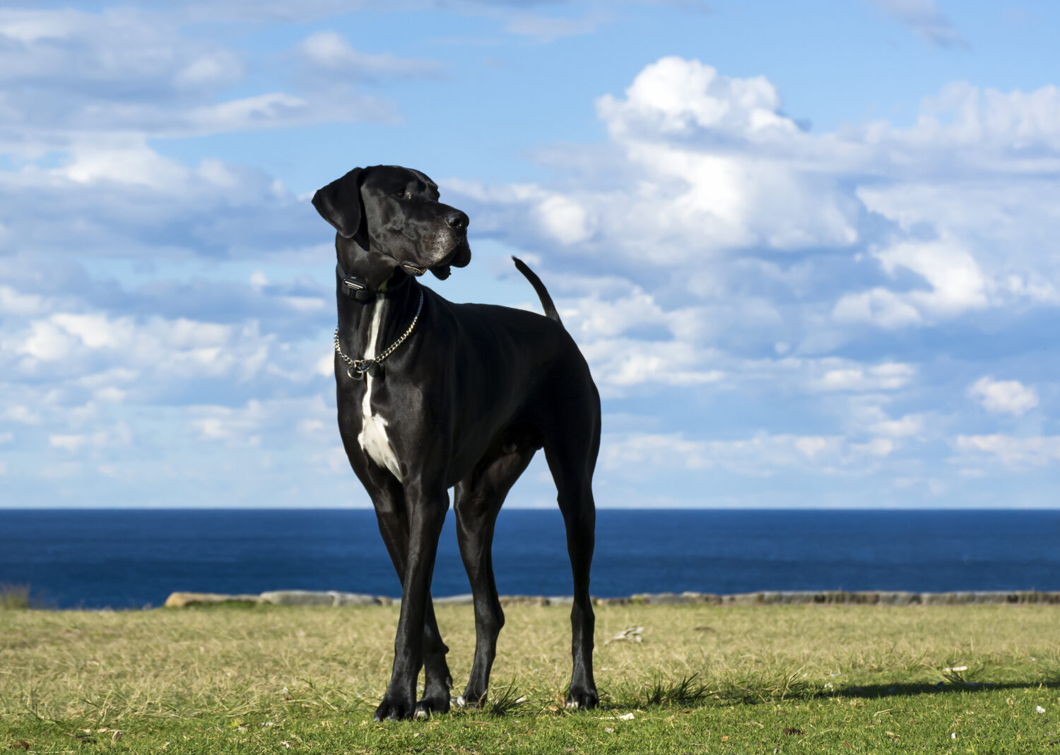 Deutsche Dogge in der Natur