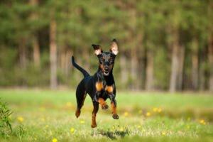 Deutscher Pinscher im Auslauf