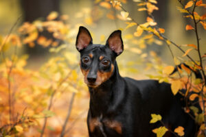 Deutscher Pinscher im Portrait