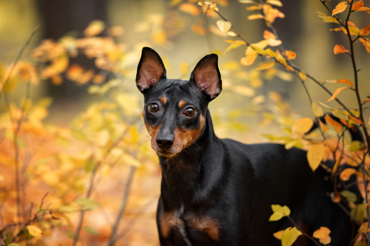 Deutscher Pinscher Steckbrief Charakter Wesen Und Haltung Deutscher Pinscher Steckbrief Charakter Wesen Und Haltung