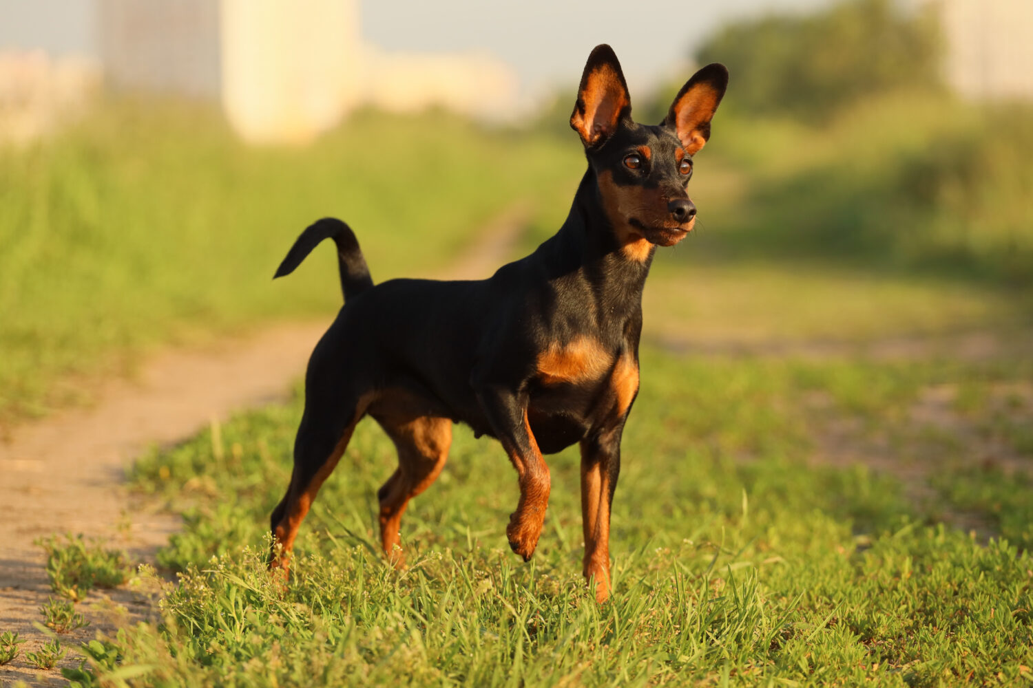 Deutscher Pinscher Steckbrief, Charakter, Wesen und Haltung