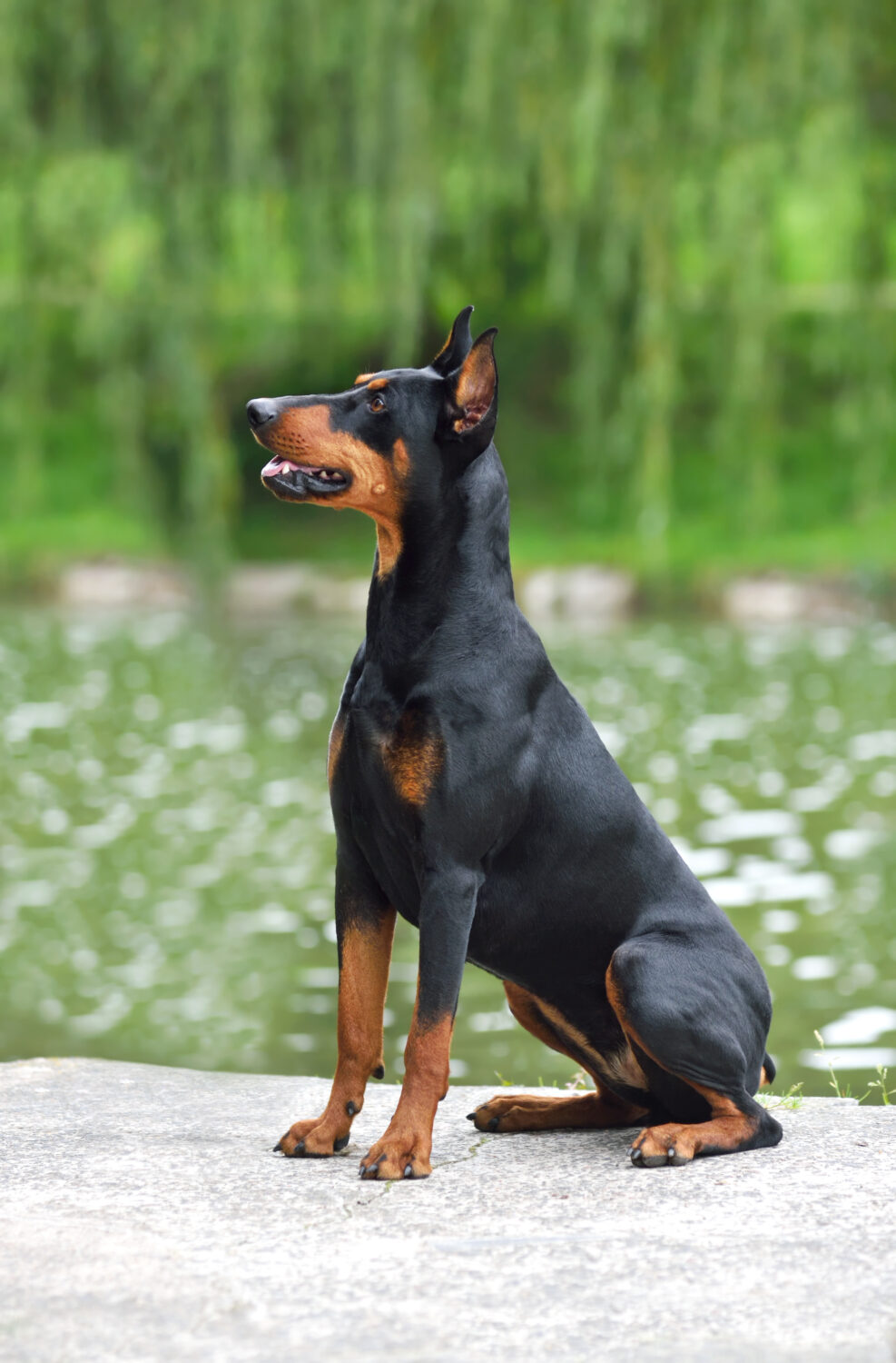 Deutscher Pinscher Steckbrief, Charakter, Wesen und Haltung