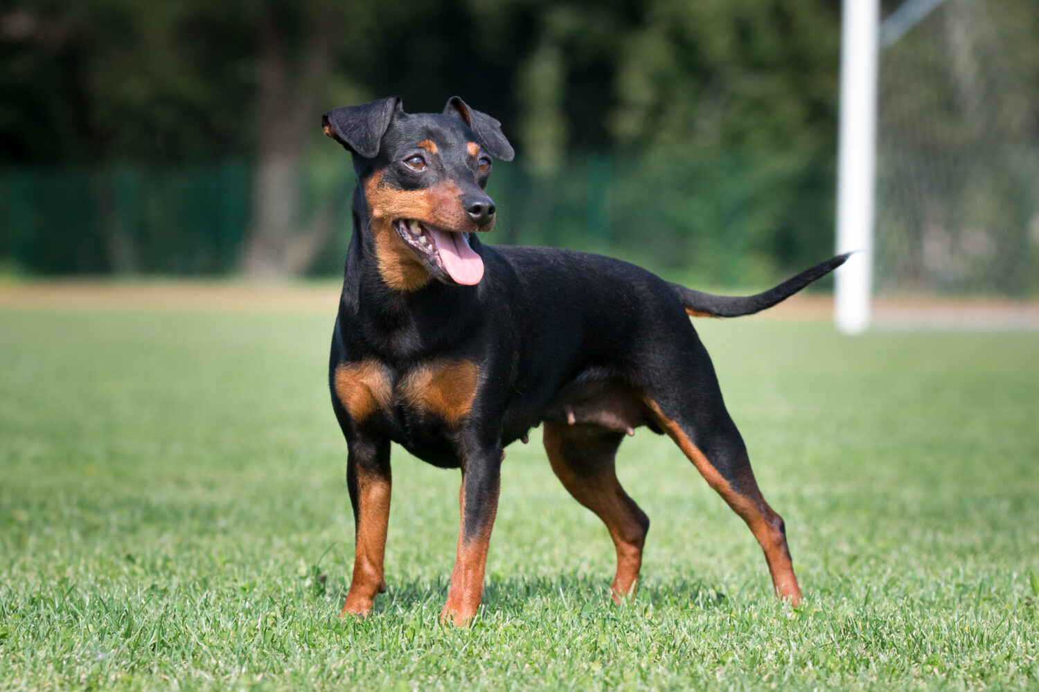 Deutsche Pinscher von der Seite