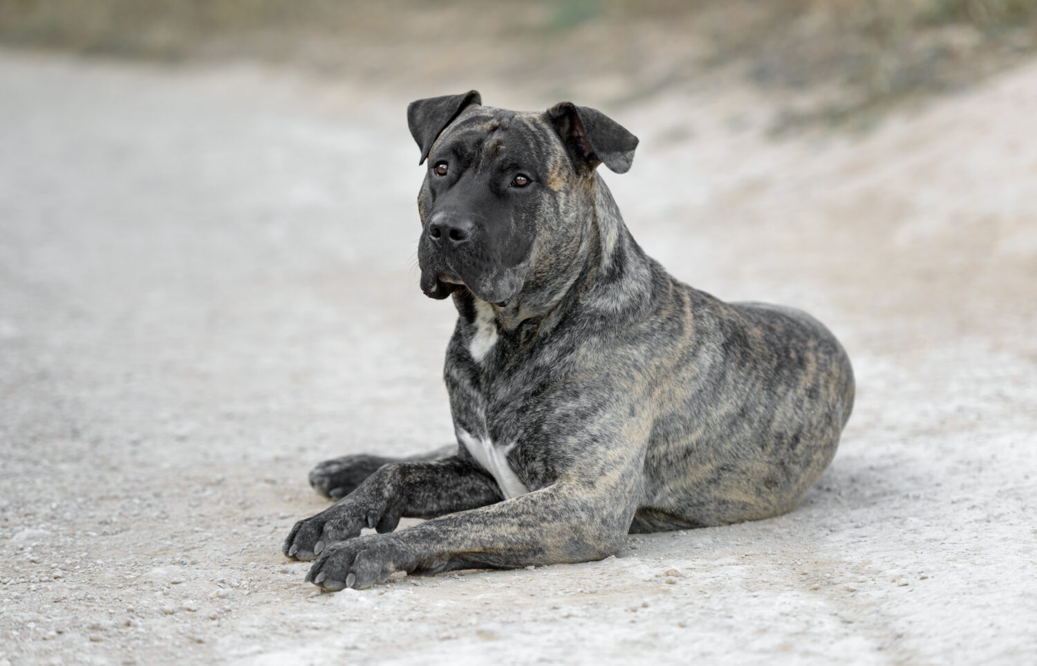 Dogo Canario im liegen