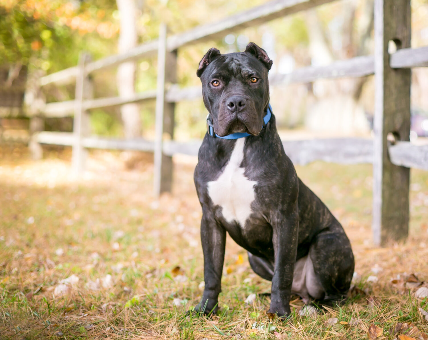 Dogo Canario sitzt, kupierte Ohren, blaues Halsband