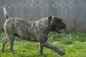 Dogo Canario laufend