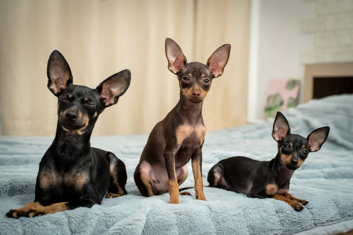Prager Rattler Im Rasseportrait Edogs