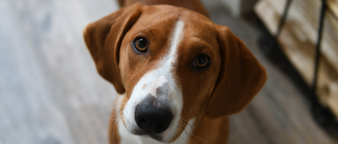 Drever Steckbrief, Charakter, Wesen und Haltung