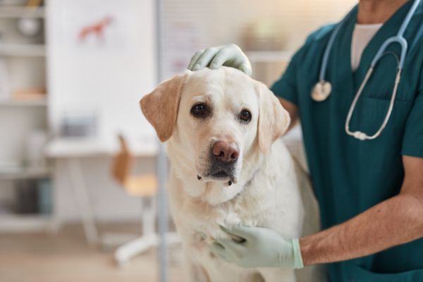 Durchfall beim Hund: Hund sotzt beim Tierarzt