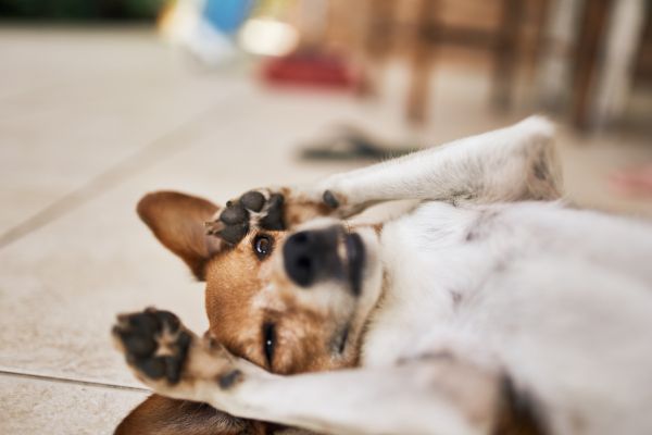Durchfall beim Hund: Hund liegt auf dem Boden