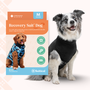 Alternative zur Hunde-Halskrause