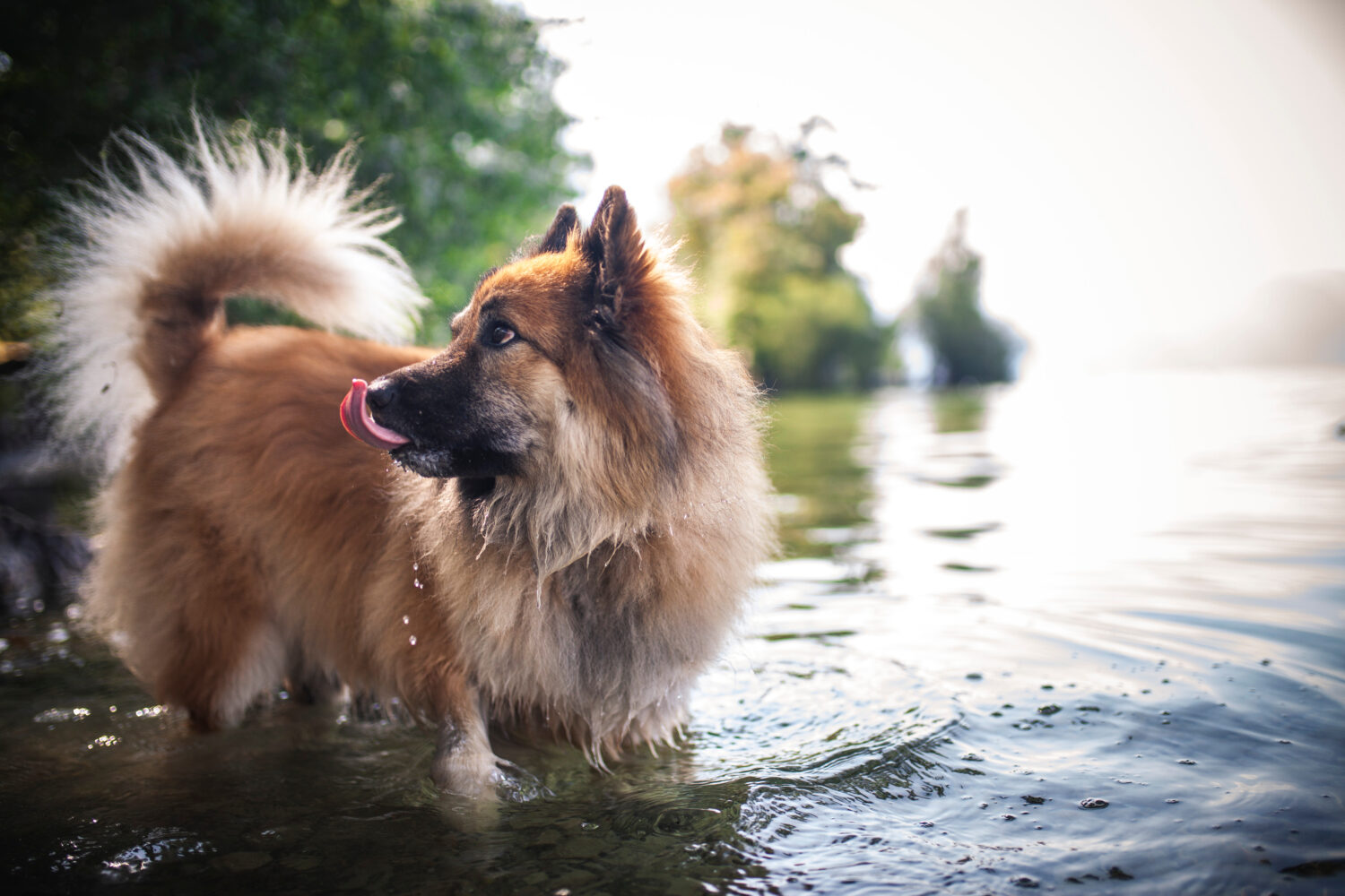 Elo Hund im Wasser