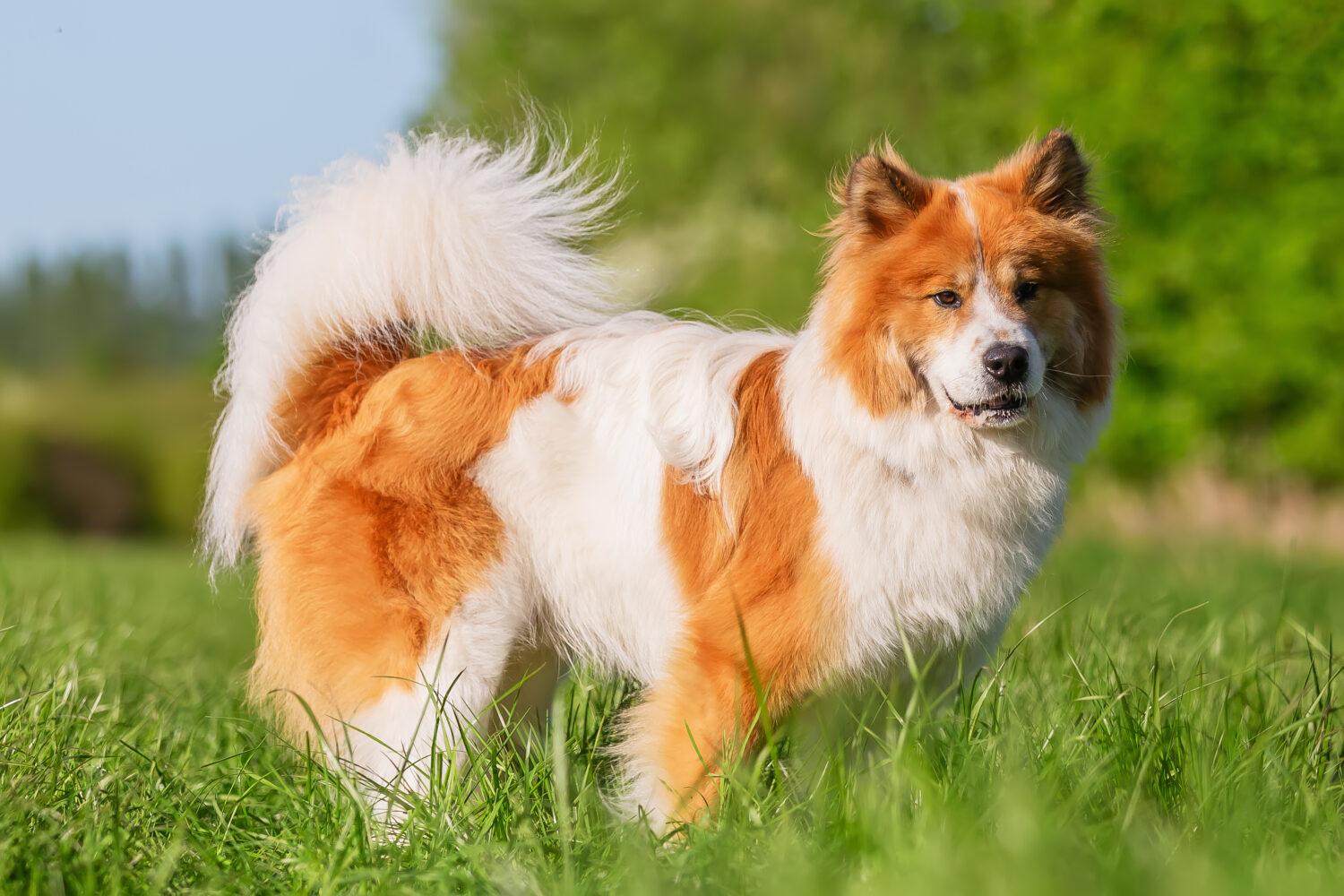 Elo Hund weiß braun auf der Wiese