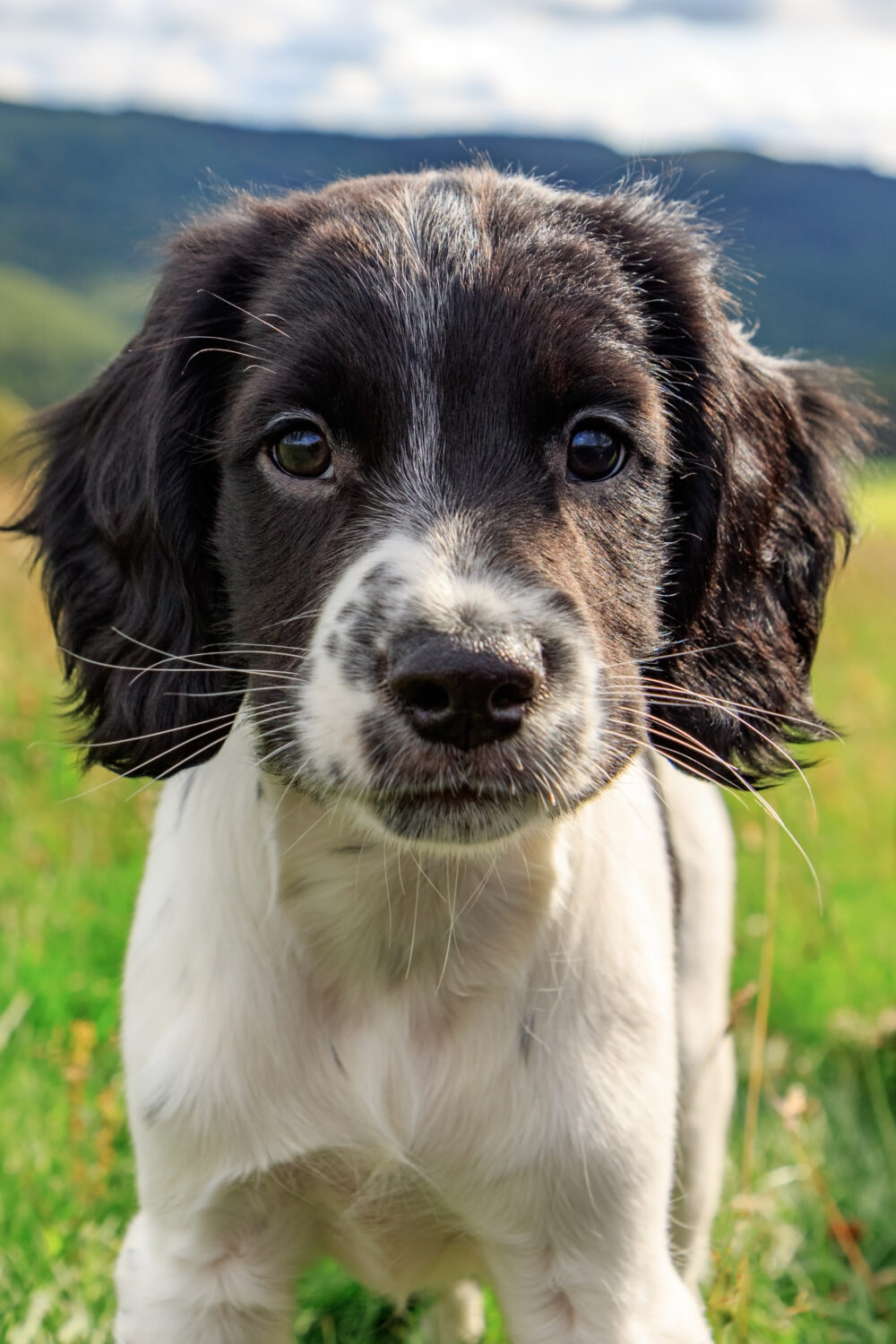 English Springer Spaniel Welpe