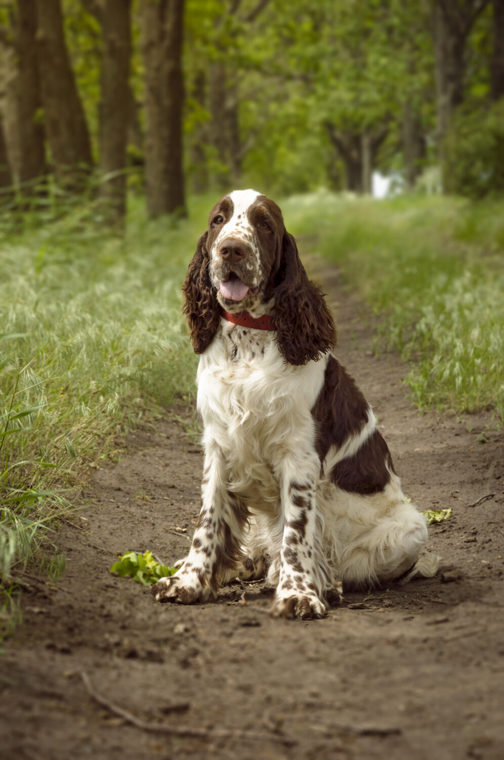 English Springer Spaniel im Sitzen