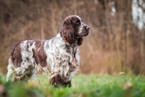 English Springer Spaniel von der Seite