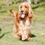 English Cocker Spaniel