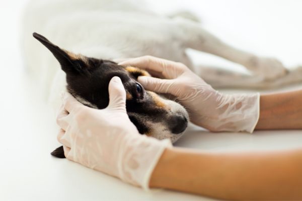 Entropium beim Hund Behandlung und Therapie