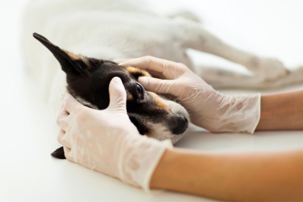 Entropium beim Hund Behandlung und Therapie