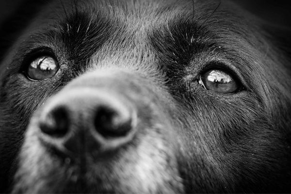 Entropium beim Hund Mögliche Ursachen: dunkler Hund