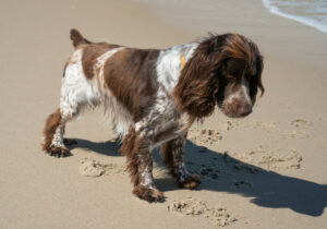 Epagneul Francais am Strand